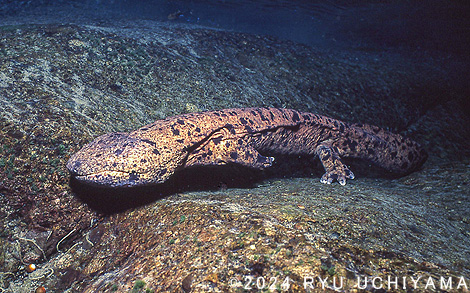 8Kダイビングトリップ