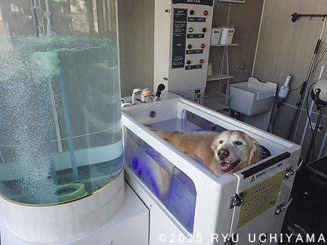 ドッグ・ウォッシュ