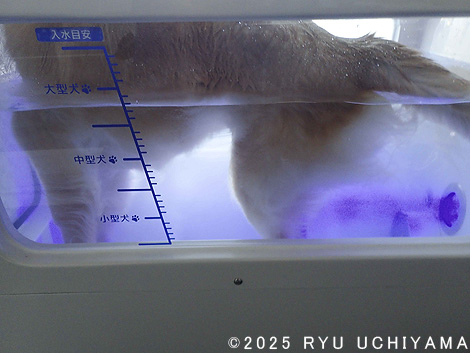 ドッグ・ウォッシュ