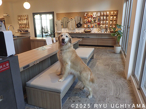 ドッグ・ウォッシュ