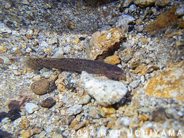 ナガレホトケドジョウ