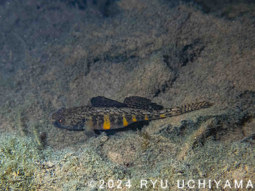 ナガレホトケドジョウ