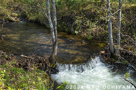 ナガレホトケドジョウ