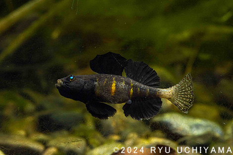 ホクリクジュズカケハゼ