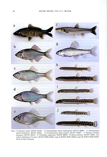 近畿大学農学部所蔵の内山りゅう魚類標本コレクション