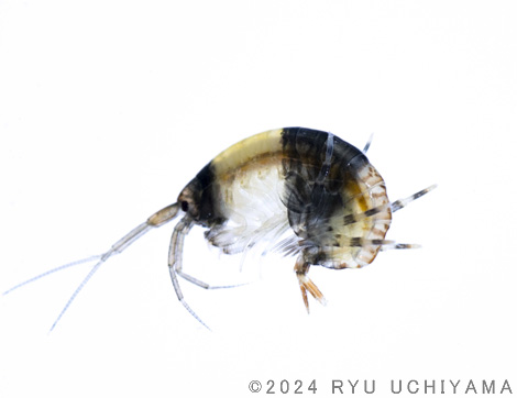 パンダメリタヨコエビ