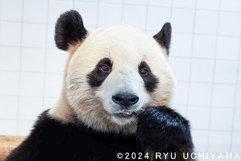 パンダメリタヨコエビ