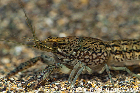 ミステリークレイフィッシュ