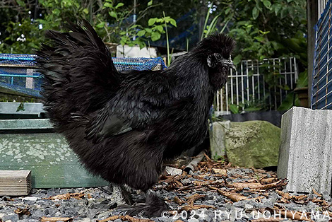 我が家の長生きさん