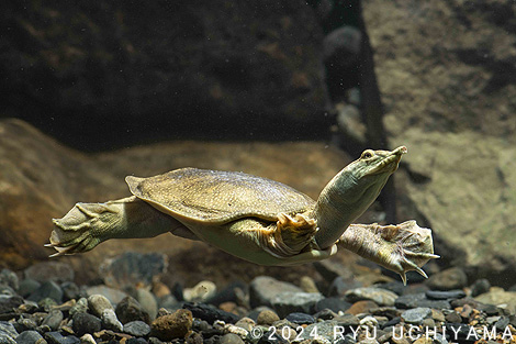 我が家の長生きさん