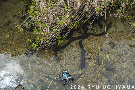 「日本のウナギ」制作後記