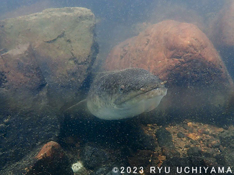 奄美大島のオオウナギ