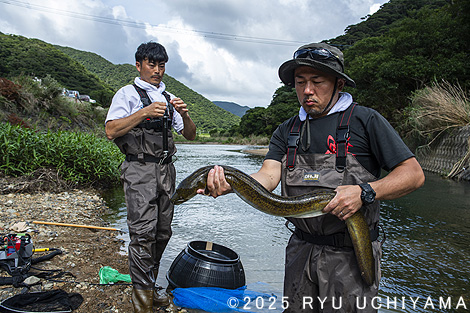 オオウナギの調査