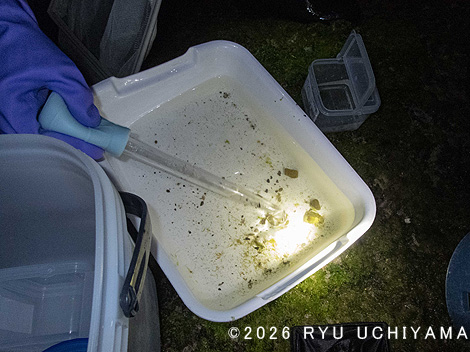 白浜町でパンダ