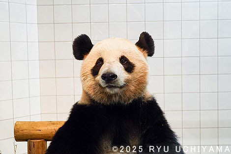 白浜のパンダ