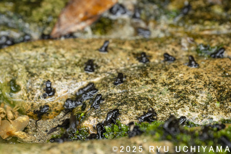 さわやか自然百景