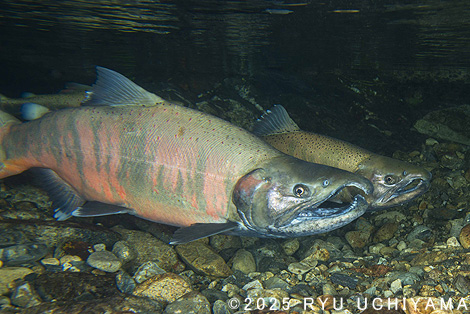 さわやか自然百景