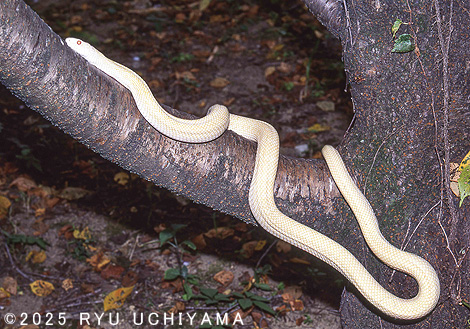 シロヘビ