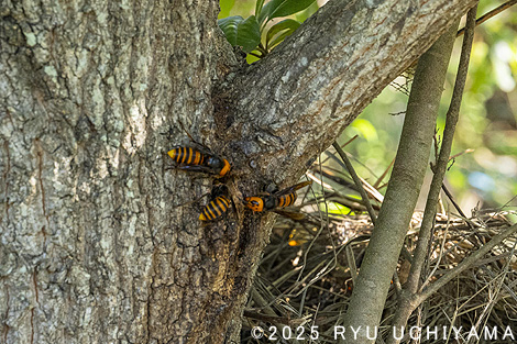オオスズメバチ