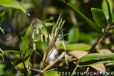 竹の花