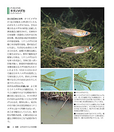 �c��ڂ̐������}��