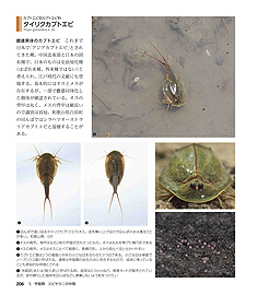 �c��ڂ̐������}��