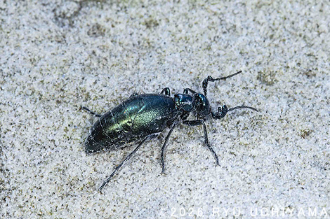 ヒメツチハンミョウ