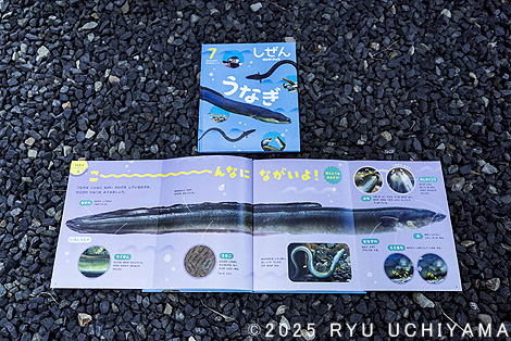 キンダーブック しぜん7月号 うなぎ