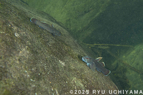 国際ウナギシンポジウム