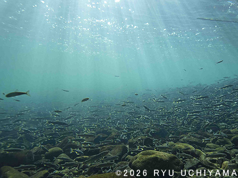 ワイルドライフ