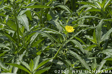 淀川のワンドで起こっていること