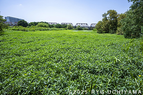 淀川のワンドで起こっていること